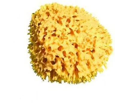 Cartel Eponge De Mer 11cm5641