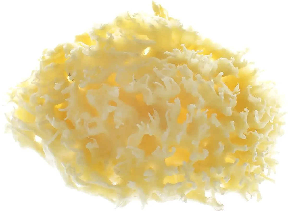 Dodie Eponge de Bain Naturelle